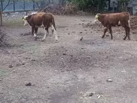 Bulle, Simmental cattle — Foto 4