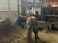 Horse (M), Horses — photo 3