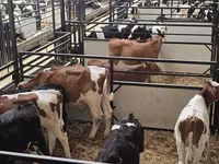 Toro, Ganado vacuno — foto 3