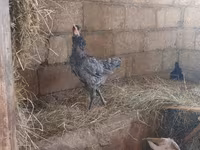 أوسترالورب — الصورة 5