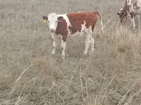 Kuh, Simmental cattle — Foto 1