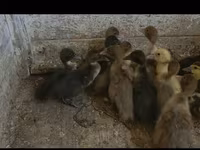 Ducks — Foto 3