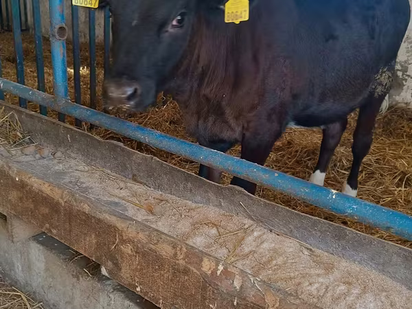 Kuh, Aberdeen-Angus