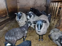 Oveja, Romanov sheep — foto 1