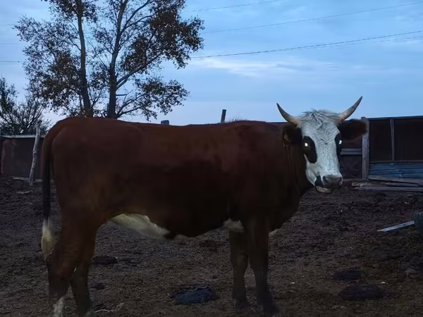 母牛, Kazakh White-headed cow