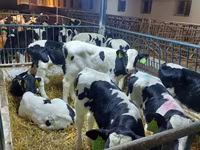 Bulle, Holstein-Rasse — Foto 3
