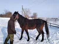 حصان, Arabian horse — الصورة 1