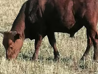 Bull, Simmental cattle — photo 2