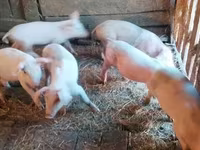 Schweine (Partie, Geschlecht nicht angegeben), Schweine — Foto 2