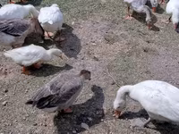 Geese — الصورة 1