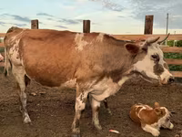 Корова, Swiss cattle — фото 5