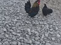 Japanese Bantam — photo 1