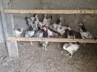 Chickens — Foto 1