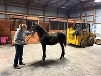 At, Rocky Mountain Horse — foto 6