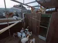 Chickens — फ़ोटो 2