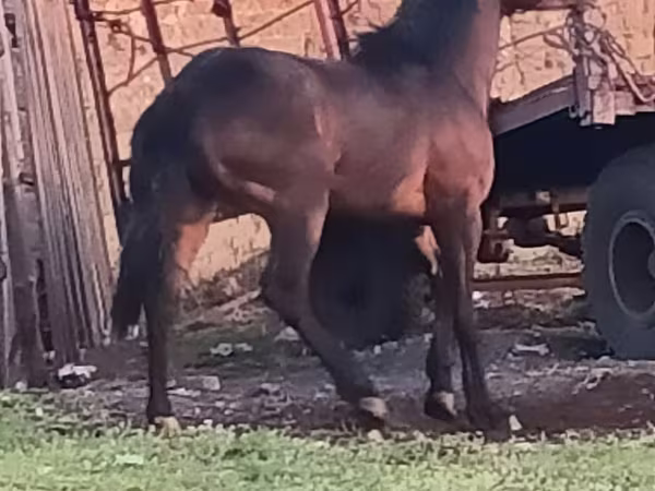 خيول (دفعة، الجنس غير محدد), Horse breed