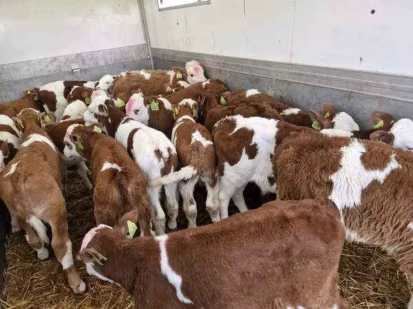 İribuynuzlu mal-qara (partiya, cinsi göstərilməyib), Simmental cattle
