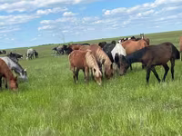 Yegua, Kazakh horse — foto 1