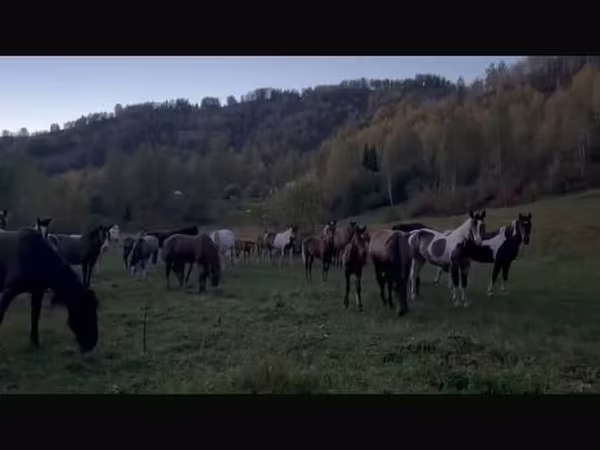Кобила, New Altai Horse