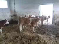 Bull, Simmental cattle — photo 1