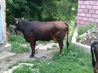 İnək, Mal-qara — foto 3