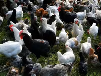 Chickens — الصورة 4