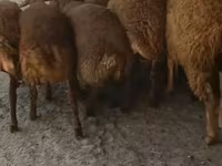 Ram, Sheep — photo 7