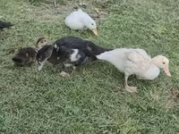 pato criollo doméstico — foto 6