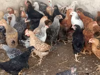 Chickens — Foto 2