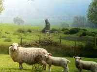 Carnero, Romanov sheep — foto 7