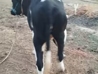 Cow, Russian Black pied cattle — photo 3