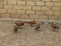 Guinea fowl — 2-rasm