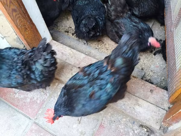 Australorp