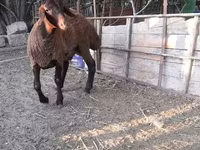 भेड़, Blackheaded Persian sheep — फ़ोटो 6