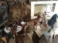 母山羊, Beetal goats — 照片 1