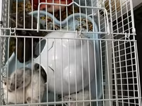 Salam Qəfəs qarisiq satılır 8 Ədəd Hamster var içərsində. Gelen ay — фото 2