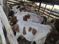 Bulle, Simmental cattle — Foto 2