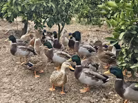 Ducks — foto 4