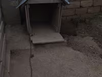 Taxta it evi real aliciya endirim var tecili satilir - Material — foto 1