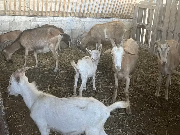 Козы (партия, пол не указан), Альпийская коза