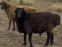 كبش, Kazakh fat-tailed coarsewool sheep — الصورة 3