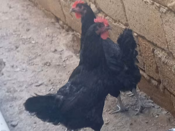 Avstraliya Pit Game quşu
