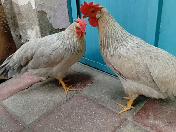 Leghorn