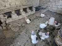 Chickens — 3-сурет