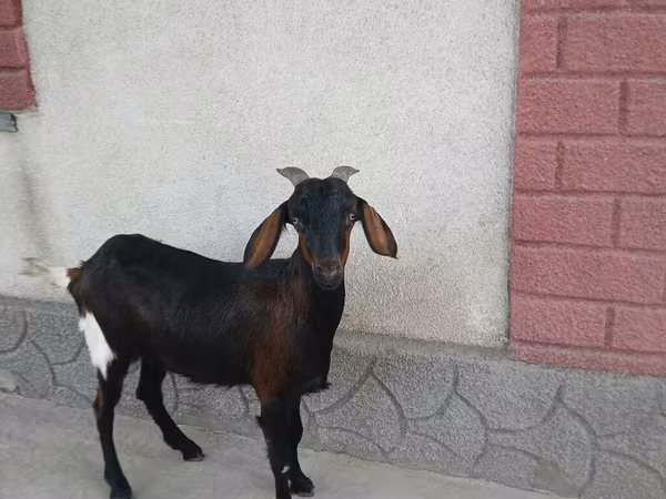Dişi keçi, Nubian Goat