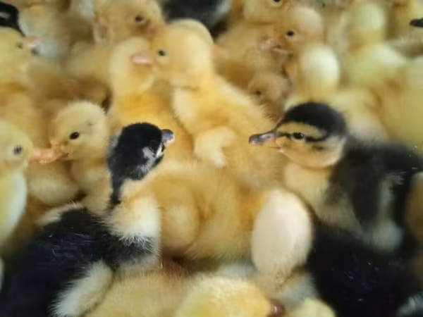 Ducks