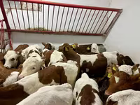 Toro, Simmental cattle — foto 3