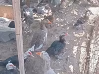 डोमेस्टिक मस्कोवी — फ़ोटो 4