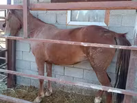 فرس, Kazakh horse — الصورة 1