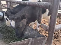 Kuh, Kasachische Weißkopfkuh — Foto 6
